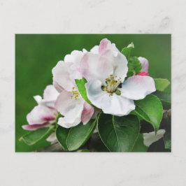 Mooie Bloeiende Appelboom Lente Ansichtkaart Briefkaart