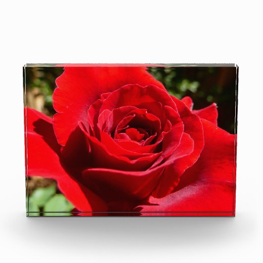 Mooie Bloem Helder Rode Roos Fotoblokken (Voorkant)