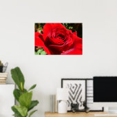 Mooie bloem helderrode roos poster (Thuiskantoor)