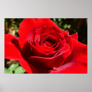 Mooie bloem helderrode roos poster
