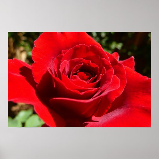Mooie bloem helderrode roos poster (Voorkant)