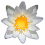 Mooie bloem, witte waterlelie staand fotobeeldje<br><div class="desc">Origineel - door YANKAdesigns!</div>