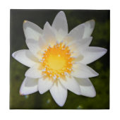 Mooie bloem, witte waterlelie tegeltje (Voorkant)