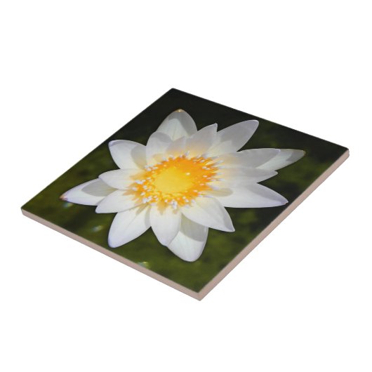 Mooie bloem, witte waterlelie tegeltje (Zijkant)