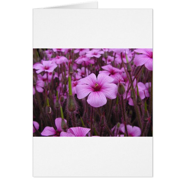 Mooie Bloemen (Voorkant)
