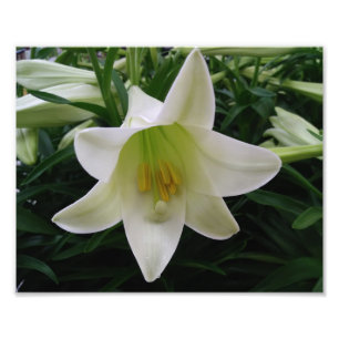 Mooie Bloemen Foto Afdruk
