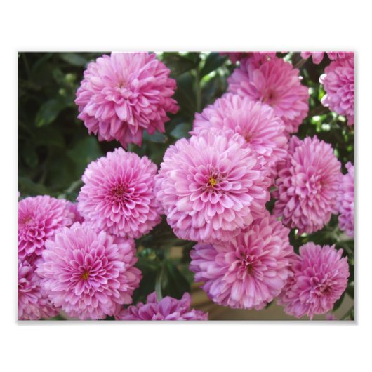 Mooie Bloemen Foto Afdruk (Voorkant)