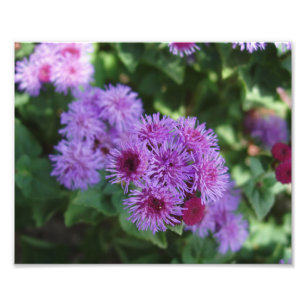 Mooie Bloemen Foto Afdruk