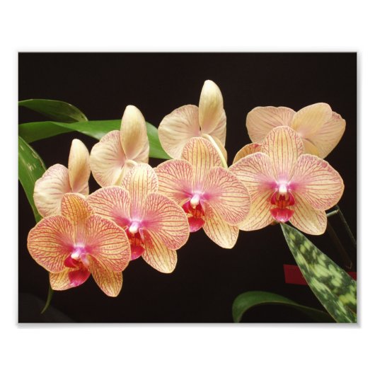 Mooie bloemen foto's afdrukken foto afdruk (Voorkant)