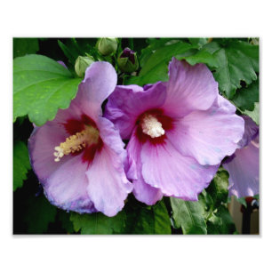 Mooie bloemen foto's afdrukken foto afdruk