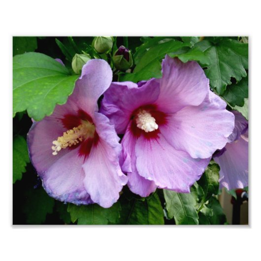 Mooie bloemen foto's afdrukken foto afdruk (Voorkant)