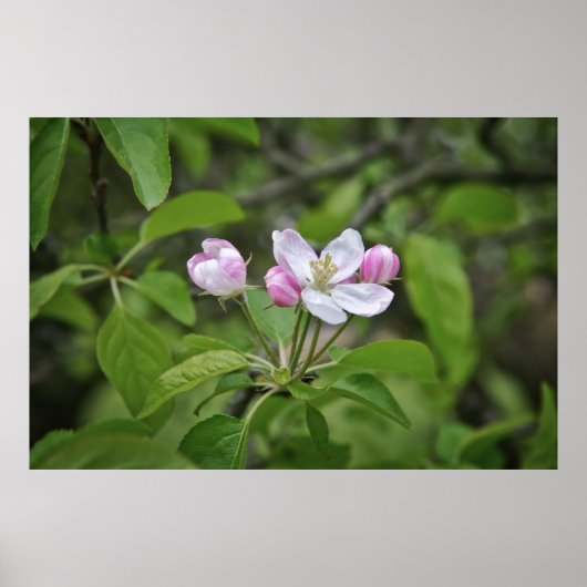 Mooie bloemen in appelgaard poster (Voorkant)