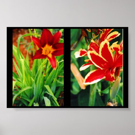 Mooie bloemen poster (Voorkant)