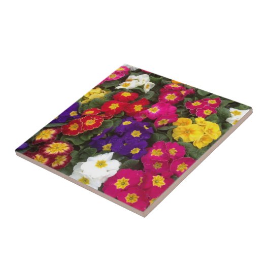 Mooie bloemen van Bright Polyanthus Tegeltje (Zijkant)