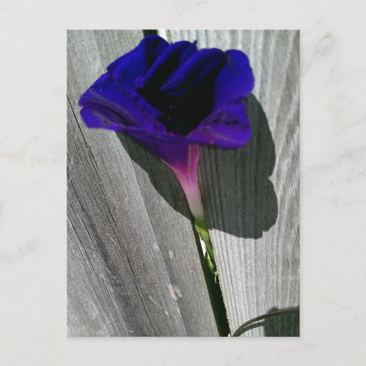 Mooie bloemenaansichtkaart briefkaart (Voorkant)