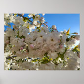 Mooie bloesem poster (Voorkant)