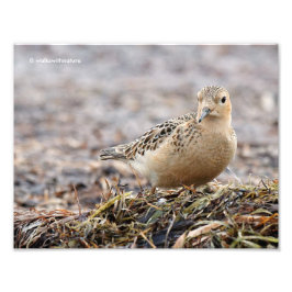 Mooie Blonde Ruiter op het Strand Foto Afdruk