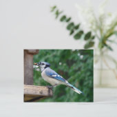 Mooie Blue Jay Briefkaart (Staand voorkant)