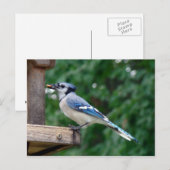 Mooie Blue Jay Briefkaart (Voorkant / Achterkant)