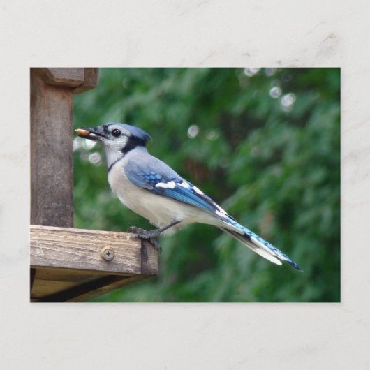 Mooie Blue Jay Briefkaart (Voorkant)