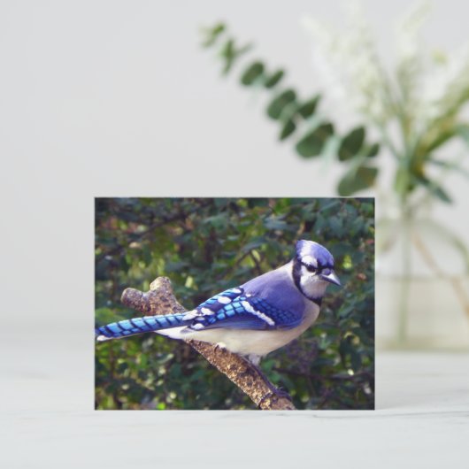 Mooie Blue Jay Briefkaart (Staand voorkant)