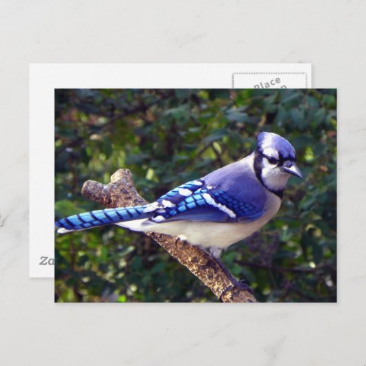 Mooie Blue Jay Briefkaart (Voorkant / Achterkant)