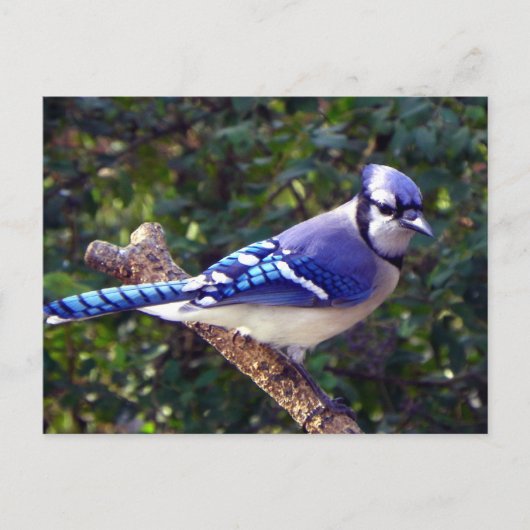 Mooie Blue Jay Briefkaart (Voorkant)