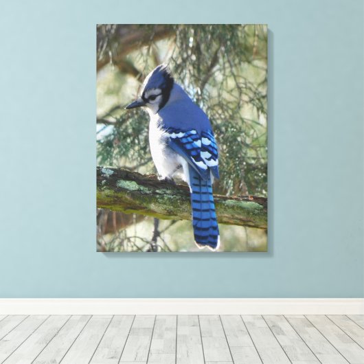 Mooie Blue Jay Canvas Afdruk (Insitu (Houten vloer))