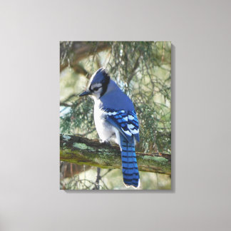 Mooie Blue Jay Canvas Afdruk