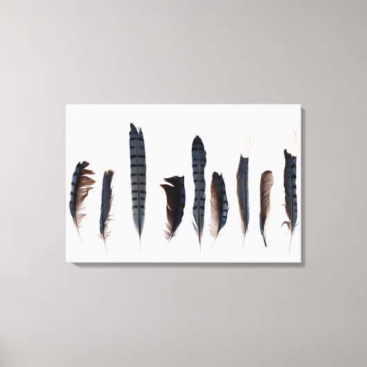 Mooie Blue Jay Feathers Canvas Afdruk (Voorkant)
