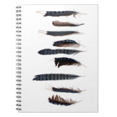 Mooie Blue Jay Feathers Notitieboek (Voorkant)