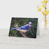 Mooie Blue Jay Kaart (Gele Bloem)