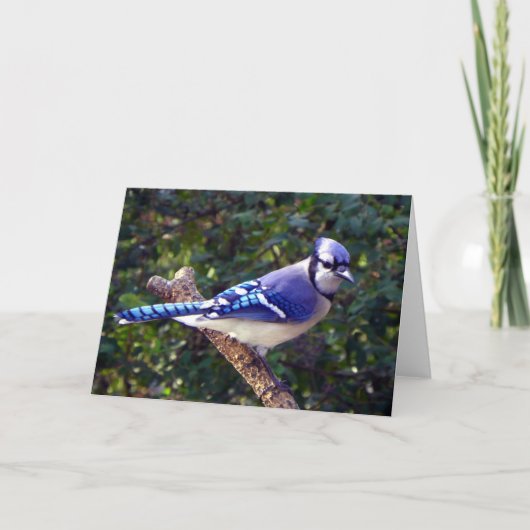 Mooie Blue Jay Kaart (Voorkant)