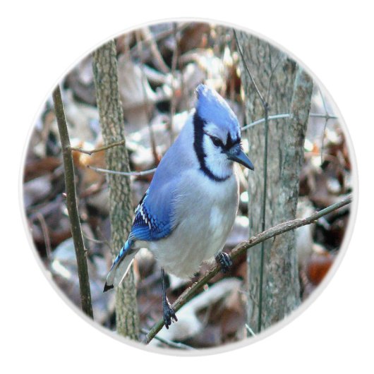 Mooie Blue Jay Keramische Knop (Voorkant)