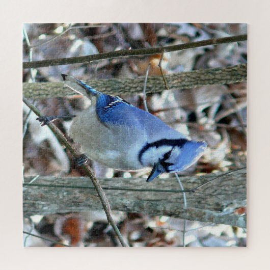 Mooie Blue Jay Legpuzzel (Horizontaal)