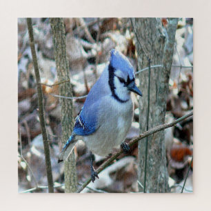 Mooie Blue Jay Legpuzzel