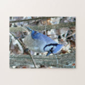 Mooie Blue Jay Legpuzzel (Horizontaal)