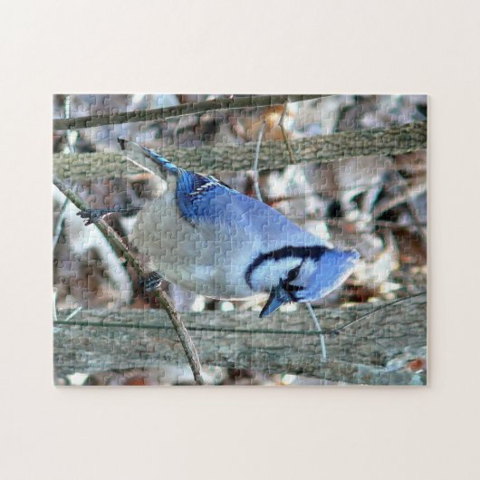 Mooie Blue Jay Legpuzzel (Horizontaal)