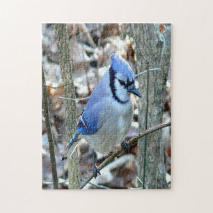 Mooie Blue Jay Legpuzzel