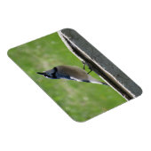 Mooie Blue Jay met een Drink Magnet Magneet (Rechterzijde)