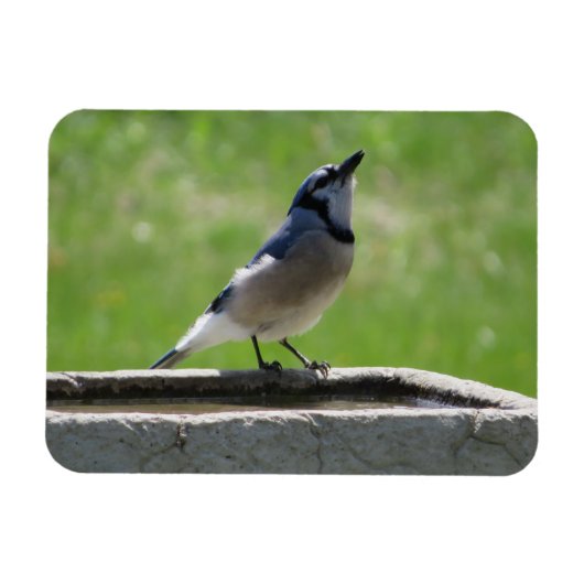 Mooie Blue Jay met een Drink Magnet Magneet (Horizontaal)