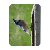 Mooie Blue Jay met een Drink Magnet Magneet (Verticaal)