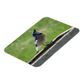 Mooie Blue Jay met een Drink Magnet Magneet (Linkerzijde)
