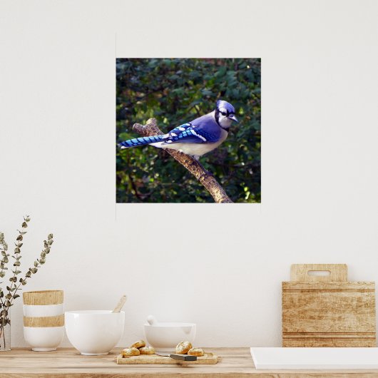 Mooie Blue Jay Poster (Keuken)