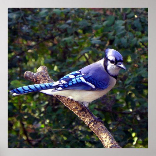 Mooie Blue Jay Poster (Voorkant)