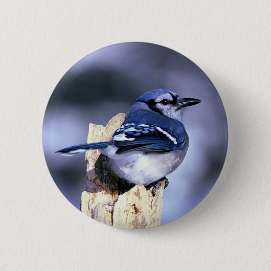 Mooie Blue Jay Ronde Button 5,7 Cm (Voorkant)
