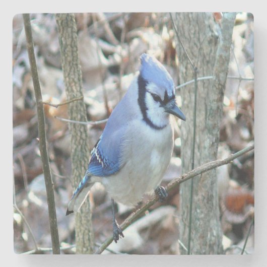Mooie Blue Jay Stenen Onderzetter (Voorkant)