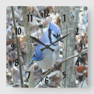 Mooie Blue Jay Vierkante Klok