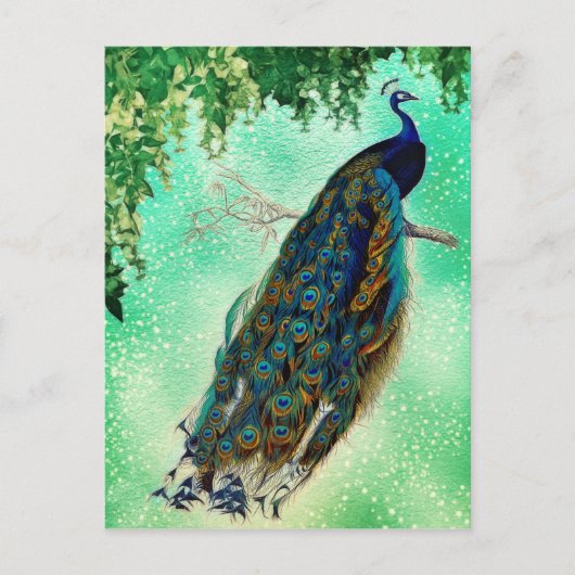 Mooie Blue Peacock Natuur Bird Tail  Briefkaart (Voorkant)