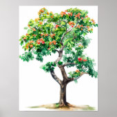 Mooie Bombax Ceiba Tree Waterverf Poster (Voorkant)